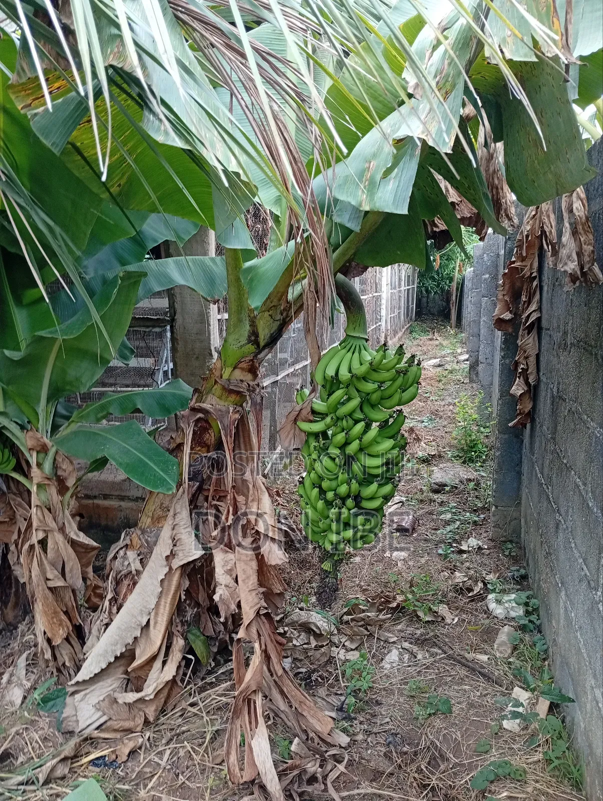 Dwarf Banana Suckers