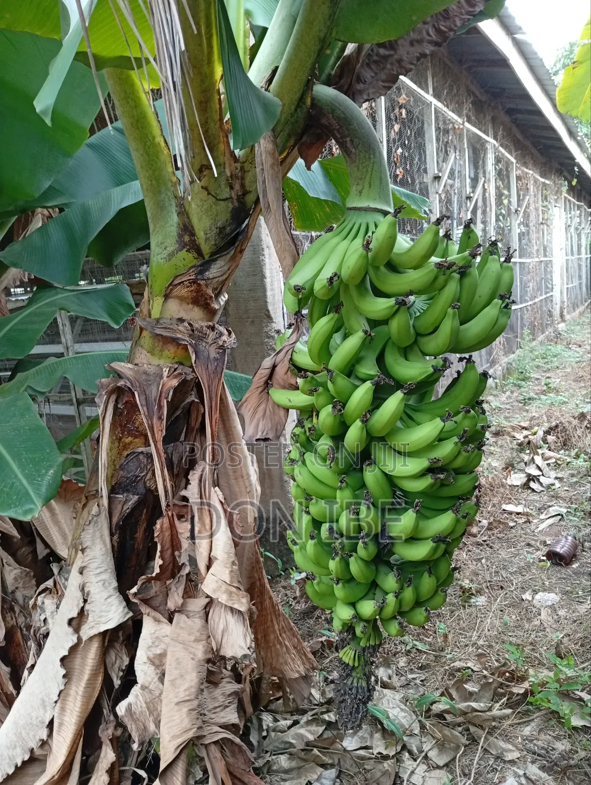 Dwarf Banana Suckers