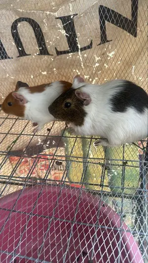 Guinea Pigs Are Available in Jahland Farms