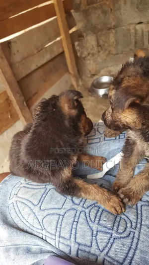 1-3 months Female Purebred German Shepherd