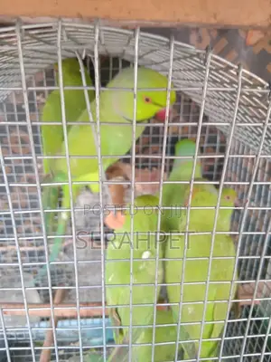 Talking India Ring Neck Parrot for Sale