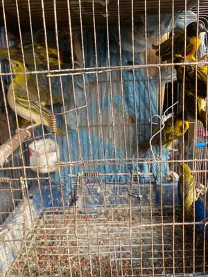 Champions Canery Bird for Sale