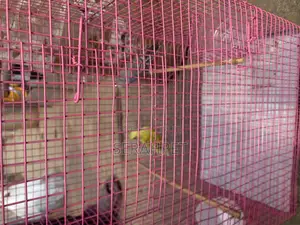Champions Canery Bird for Sale