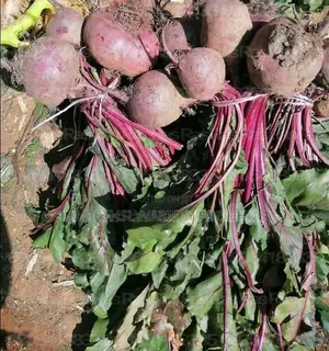 Buy Fresh Beetroot Beetroot Powder in Bulk Retail