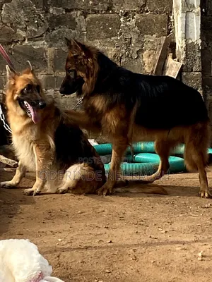 1+ year Male Purebred German Shepherd