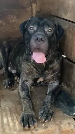 1+ year Male Purebred Boerboel