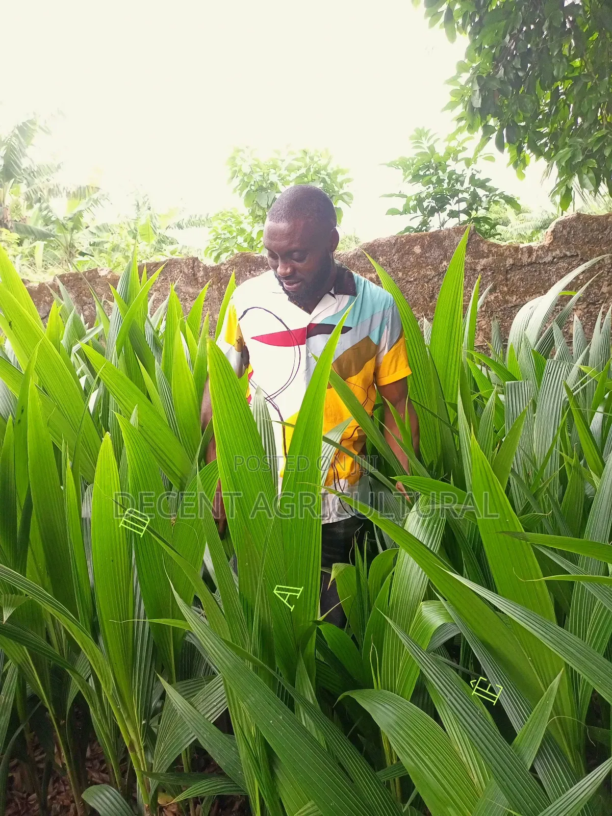 Improved Agric Coconut Seedlings.