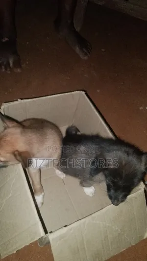 1-3 months Female Mixed Breed Mongrel (No Breed)