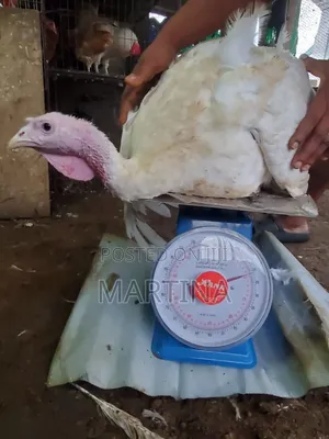 Live Turkey for Sale