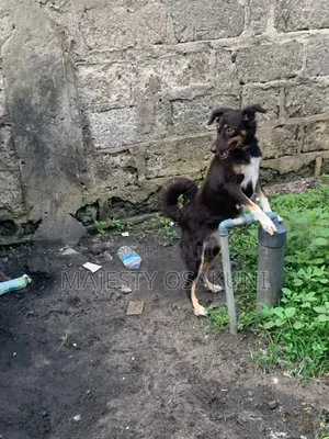 1+ year Female Mixed Breed German Shepherd