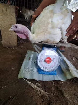 Native and Foreign Turkeys