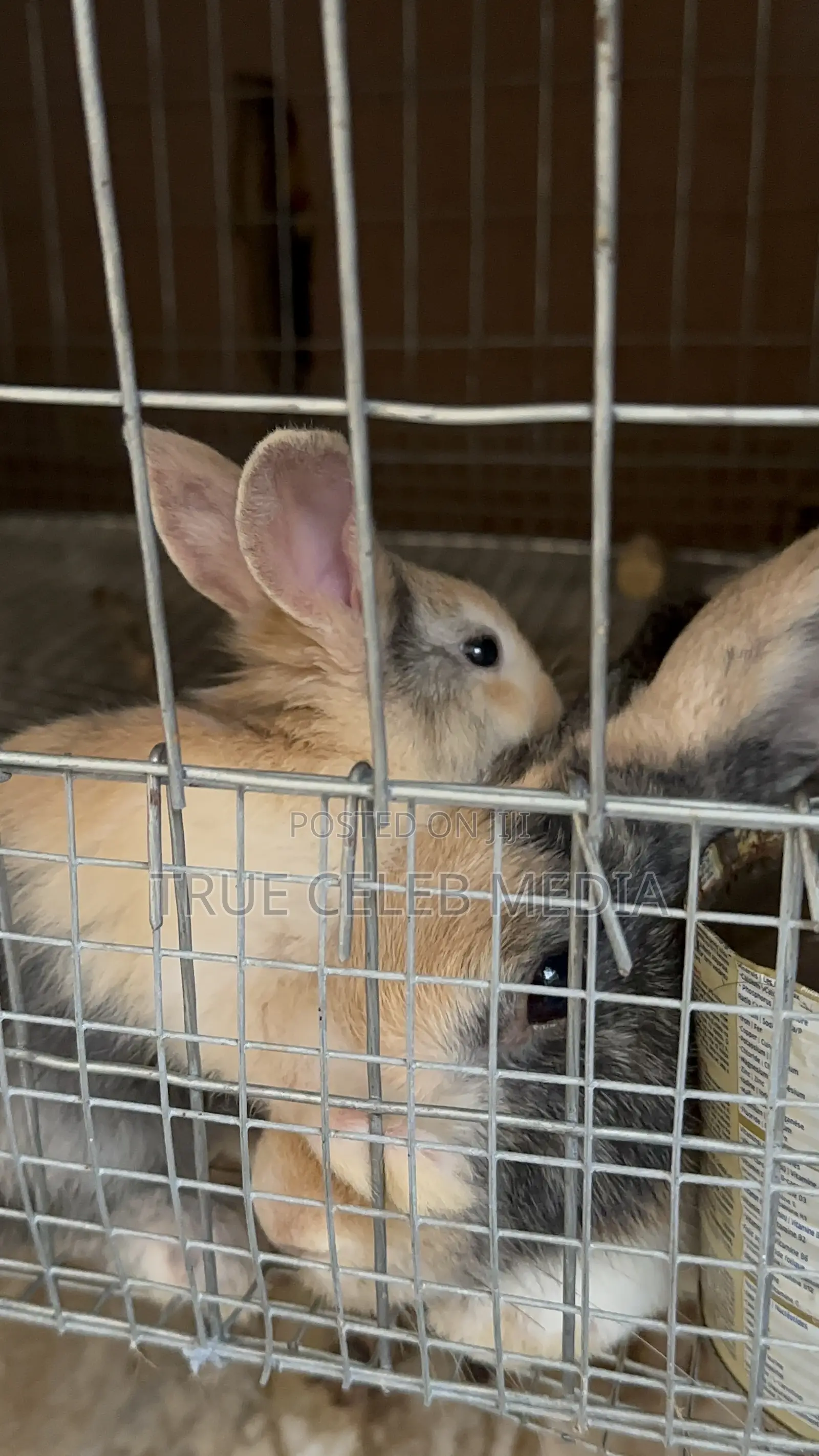 Rabbit Feeds and Rabbits