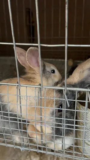 Rabbit Feeds and Rabbits