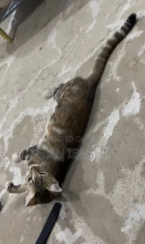 6-12 months Female Mixed Breed Tabby