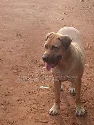 6-12 months Female Purebred Boerboel