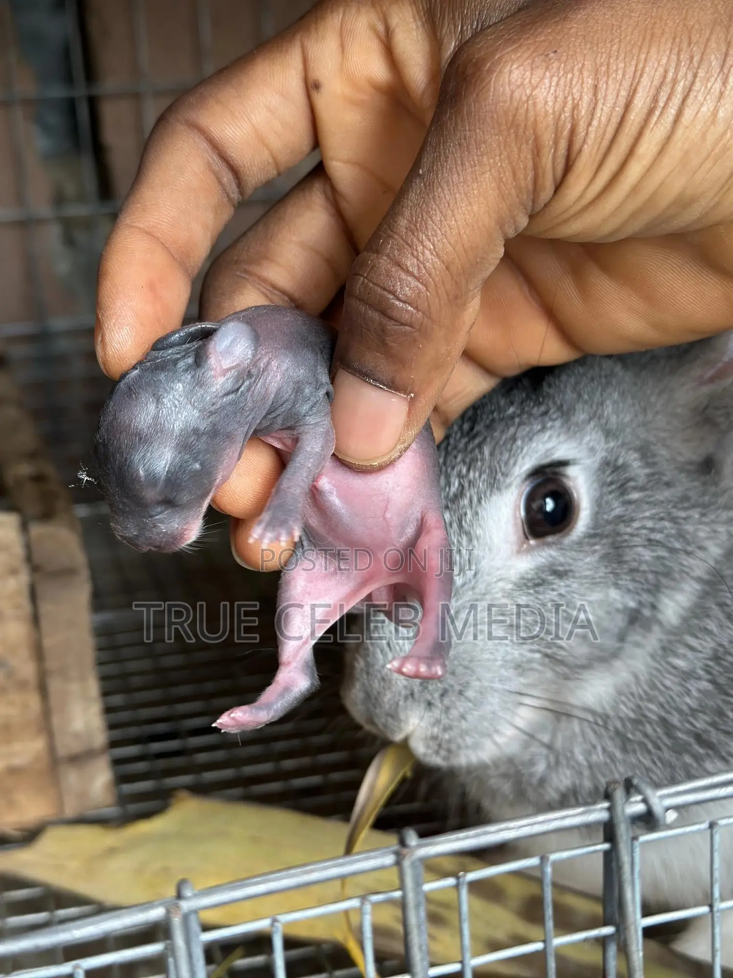 Rabbit Feeds and Rabbits