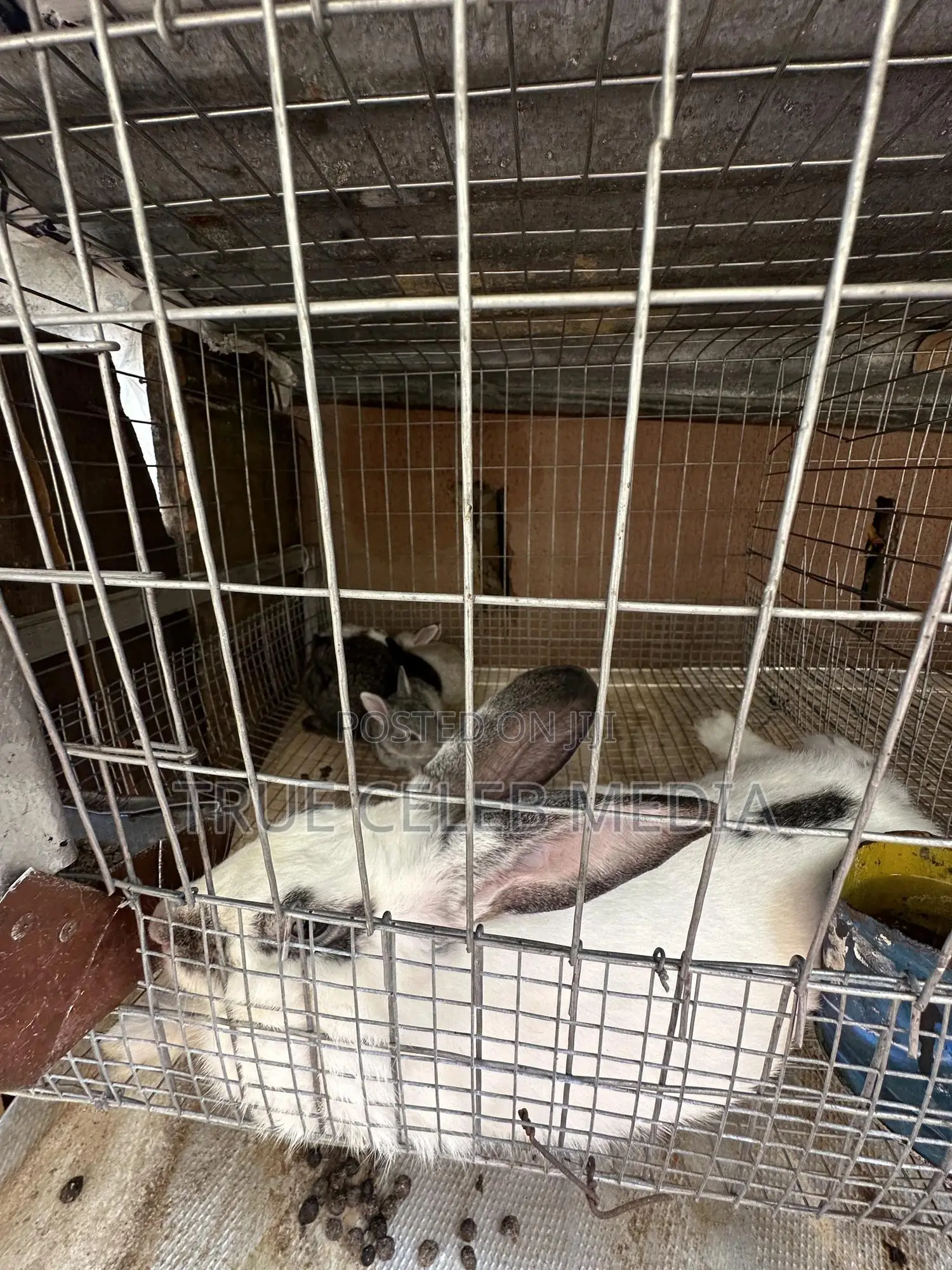 Rabbit Feeds and Rabbits