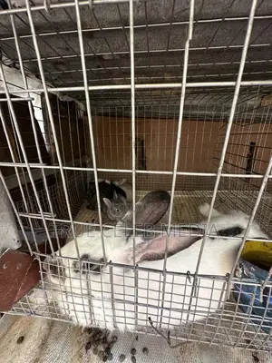 Rabbit Feeds and Rabbits