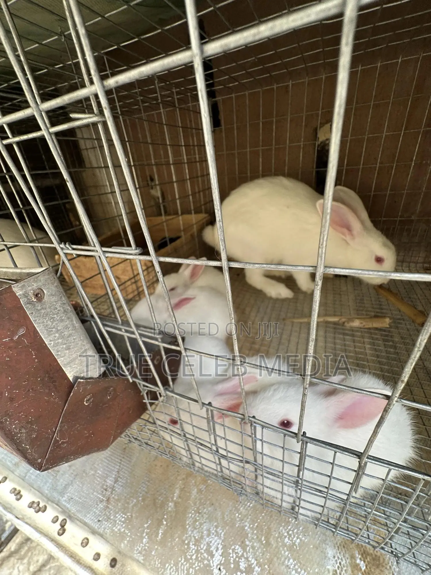 Rabbit Feeds and Rabbits