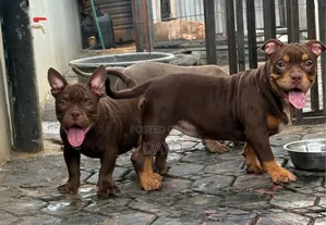 1-3 months Female Purebred American Bully