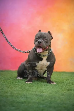 1+ year Male Purebred American Bully