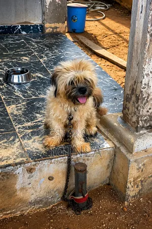 6-12 months Male Purebred Lhasa Apso