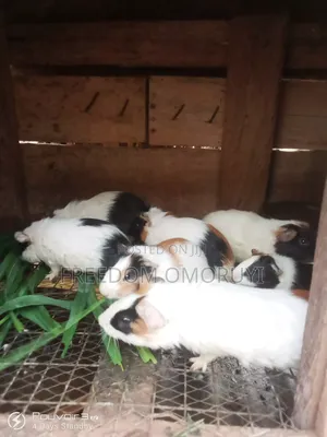 Guinea Pigs