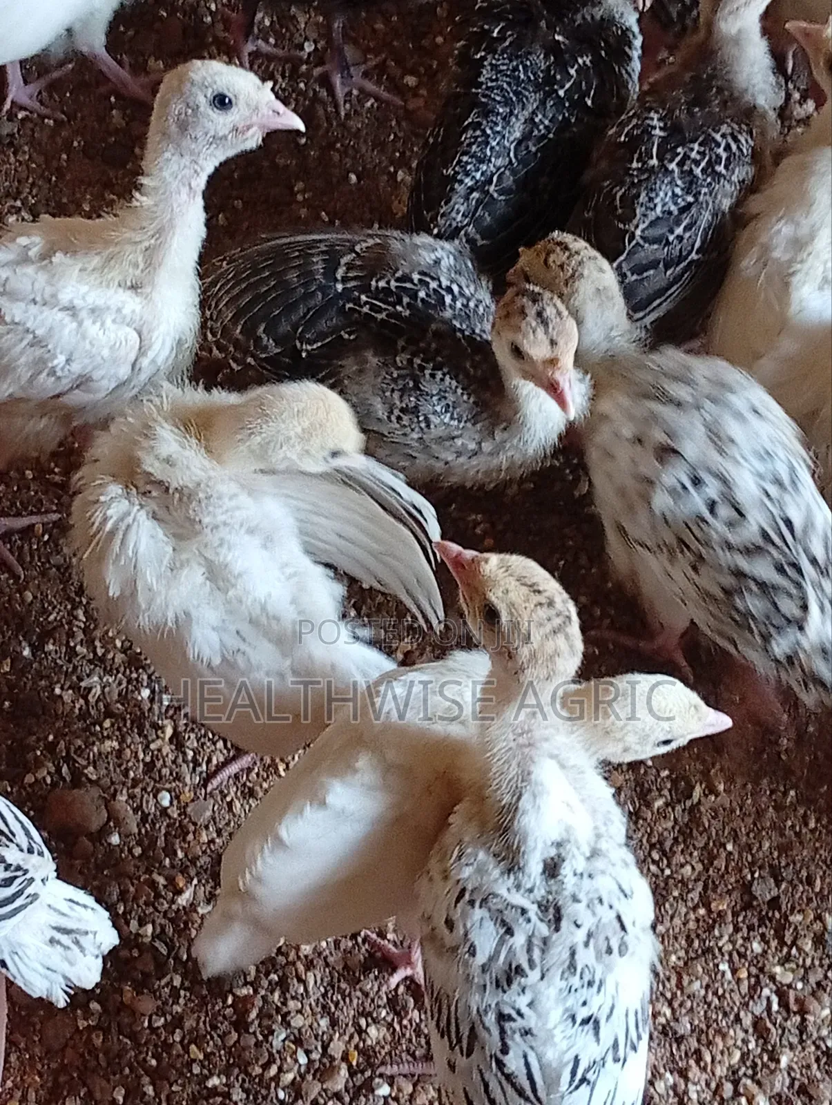Vaccinated Turkeys