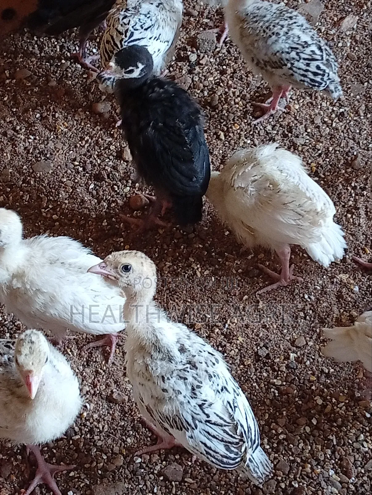 Vaccinated Turkeys