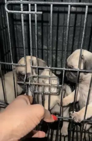 1-3 months Female Purebred Pug