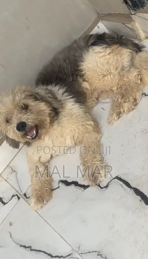 1+ year Male Purebred Lhasa Apso