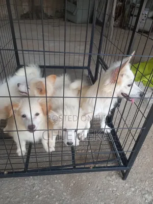 0-1 month Male Purebred American Eskimo