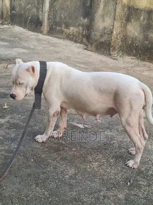 1+ year Female Purebred American Pit Bull Terrier