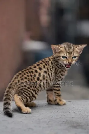 1-3 months Male Purebred Savannah