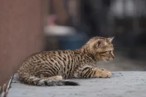1-3 months Male Purebred Savannah
