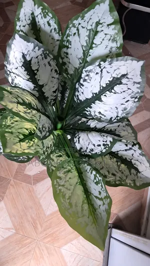 100cm Realistic Calathea Floor Plamt