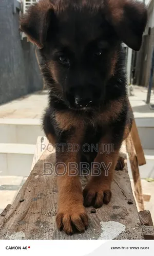 1-3 months Male Purebred German Shepherd