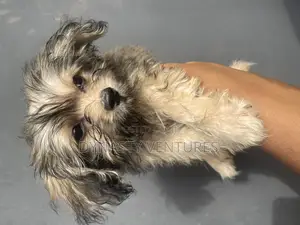 1-3 months Female Purebred Lhasa Apso