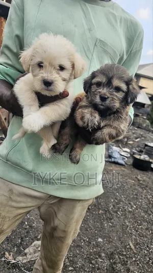 1-3 months Male Purebred Lhasa Apso