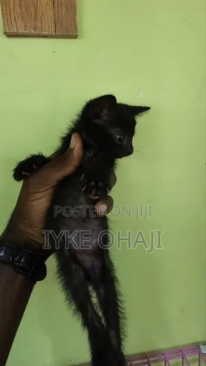 1-3 months Male Purebred Tabby
