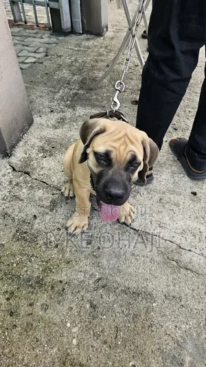 1-3 months Male Purebred Boerboel