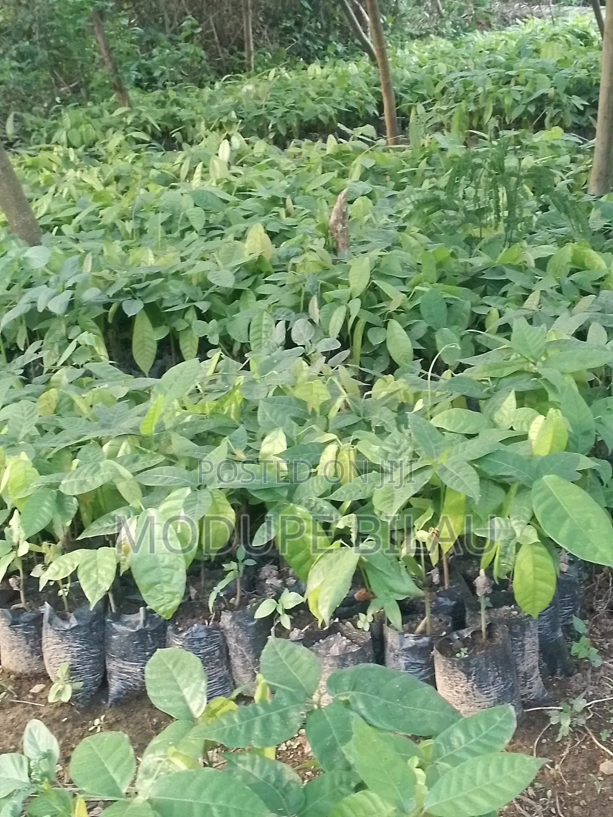 Agriculture