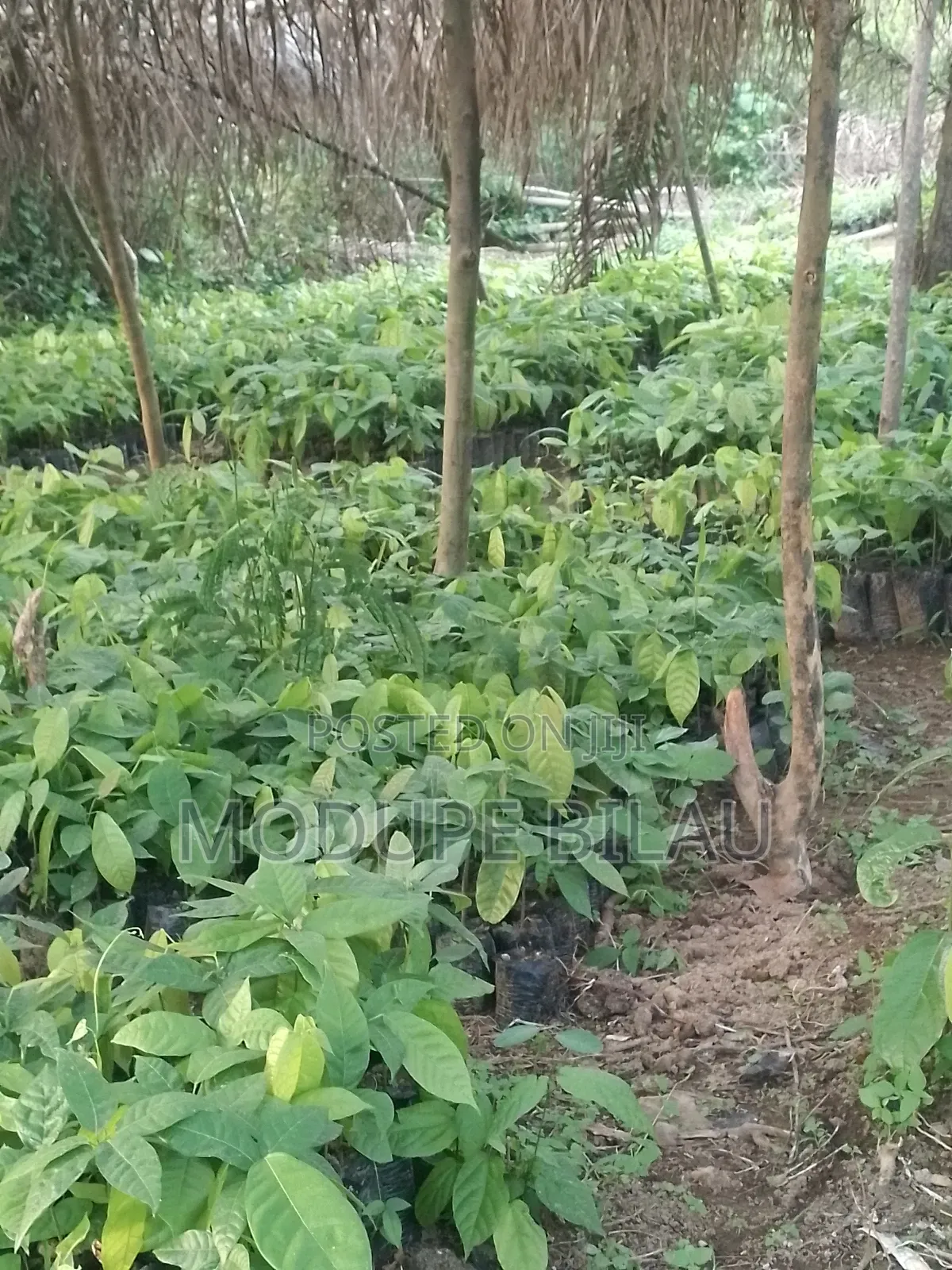 Agriculture