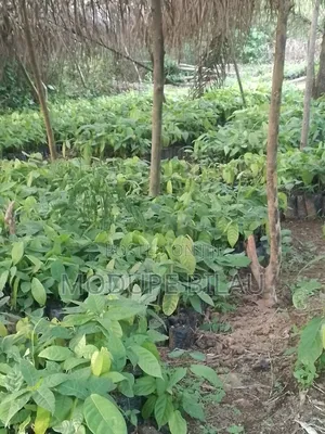 Agriculture
