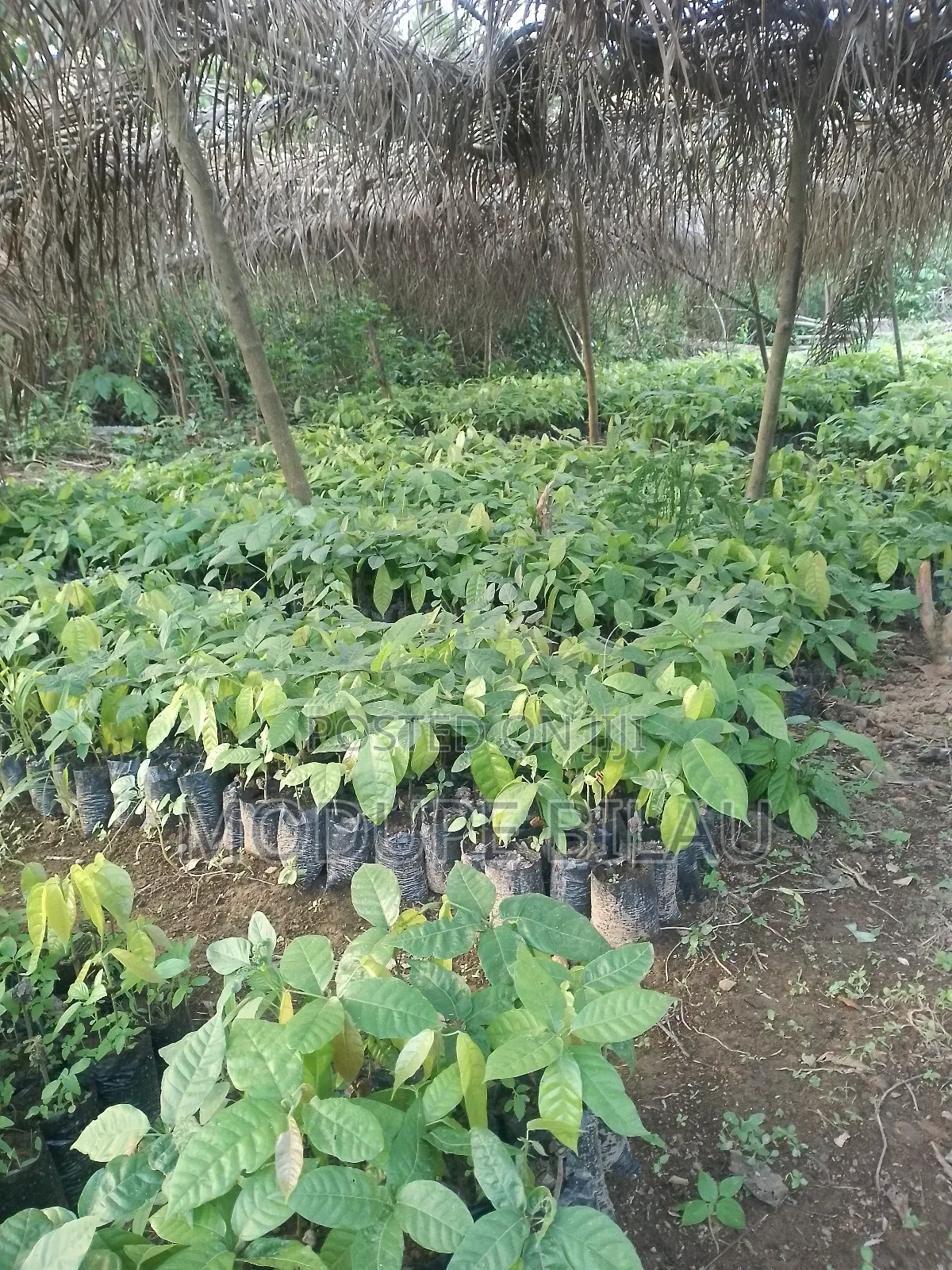 Agriculture
