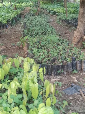 Agriculture