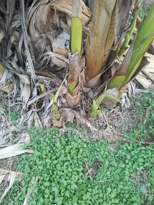 Agricultural Production