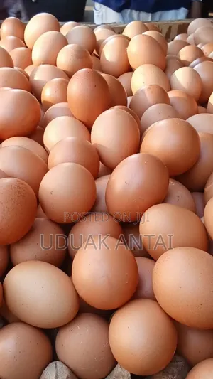 Poultry Eggs Supplied To Your Doorstep Without Hassle