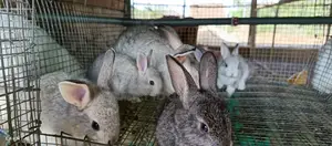 Rabbits Breeders by Country to Continents Agro