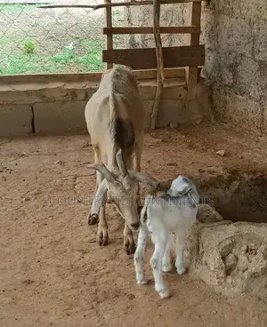 Sheep and Goats